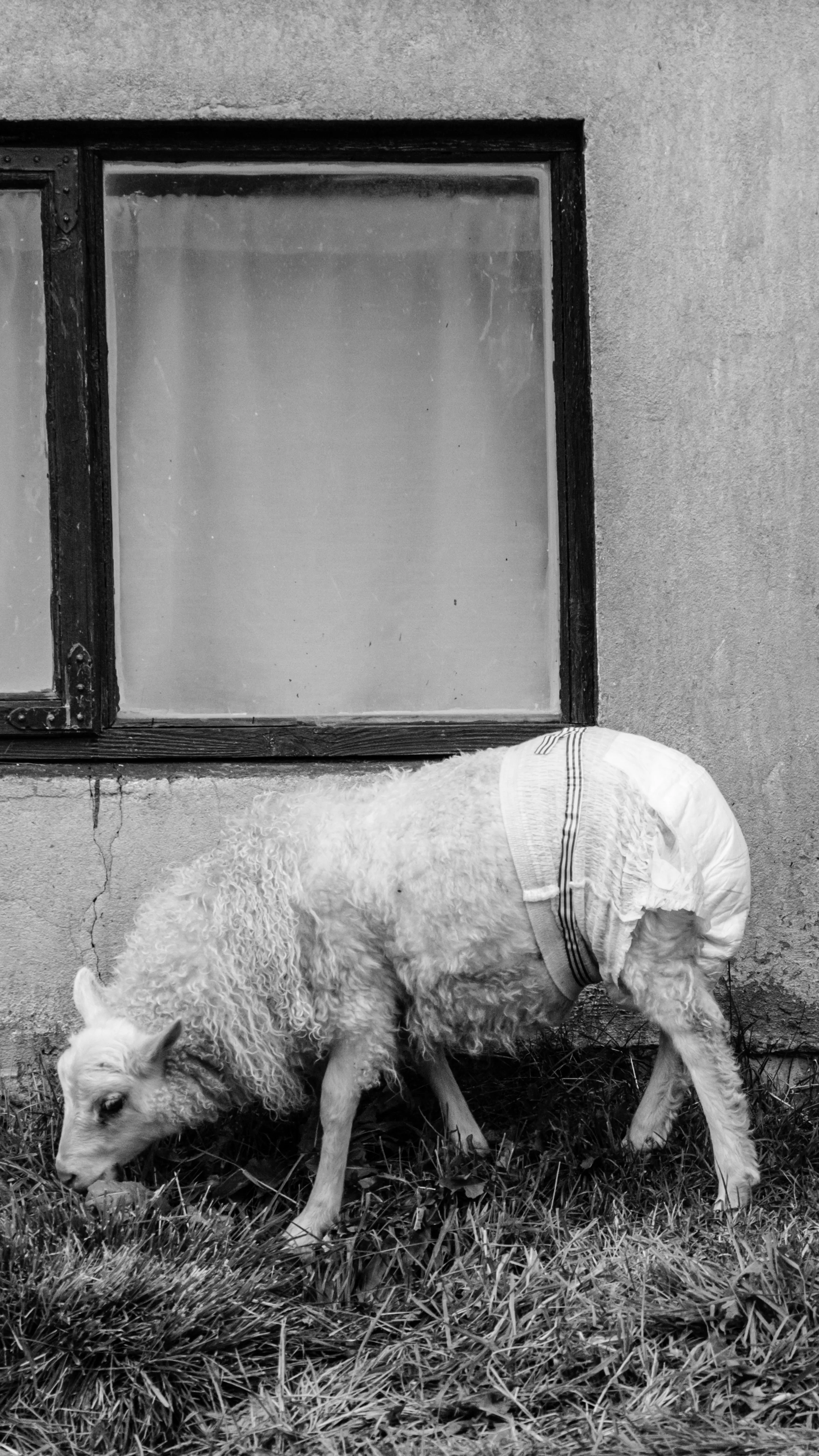 Dsc05117 2 916 Mobile