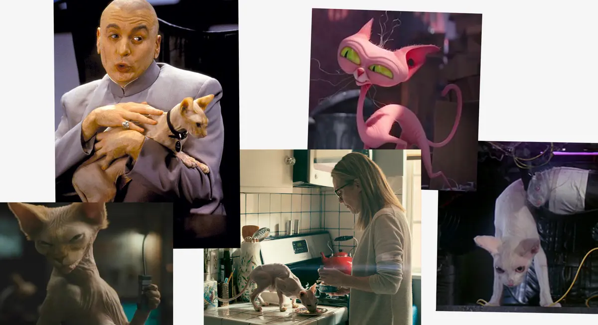 Hairless Cats Thumbnail